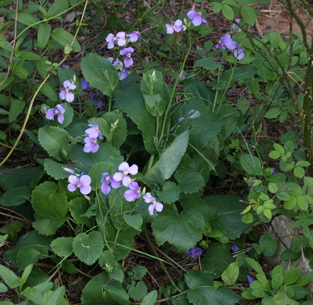 Orychophragmus violaceus