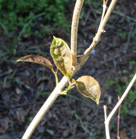 Osmanthus fragrans f. aurantiacus 'Apricot Echo'