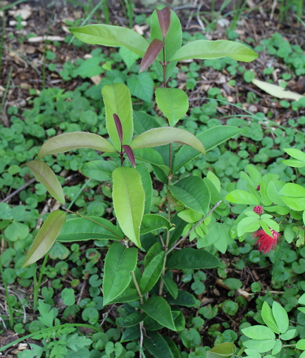 Osmanthus fragrans f. aurantiacus 'Apricot Echo'