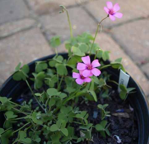 Oxalis articulata