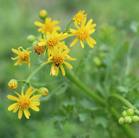 butterweed, cress-leaf groundsel