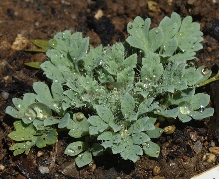 Papaver alpinum subsp. corona-sancti-stephani