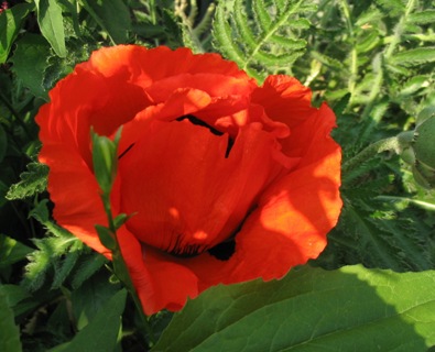 Papaver orientale