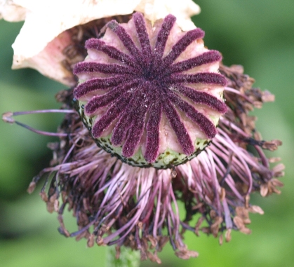 Papaver orientale