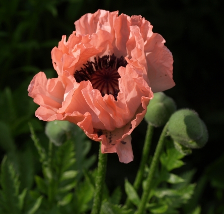 oriental poppy