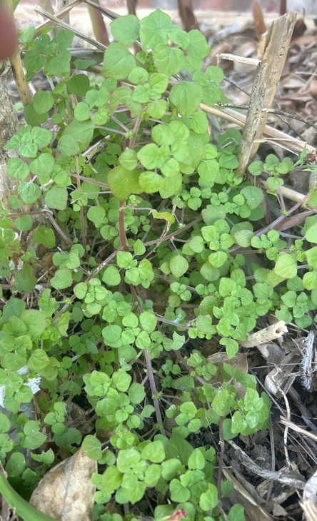 Florida pellitory