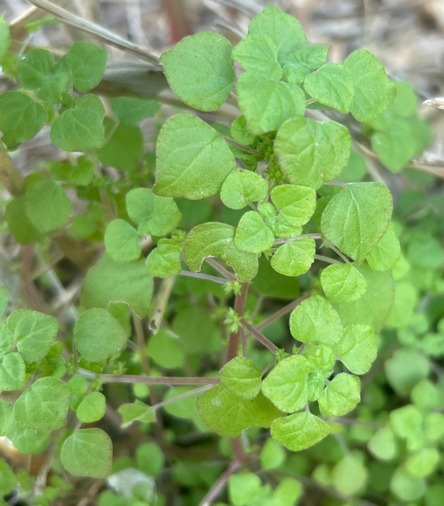 Parietaria floridana