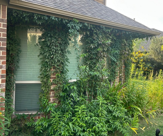 Parthenocissus quinquefolia