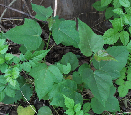 Passiflora ciliata
