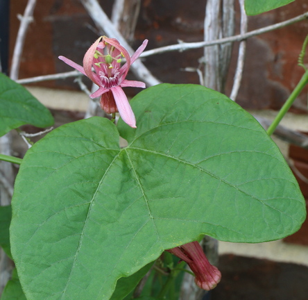 Passiflora sanguinolenta