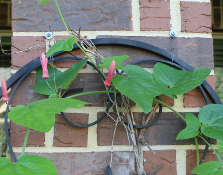 Passiflora sanguinolenta