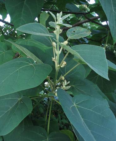 Paulownia tomentosa - wild in Provence