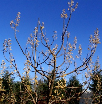 Paulownia tomentosa: Empress Tree Seeds