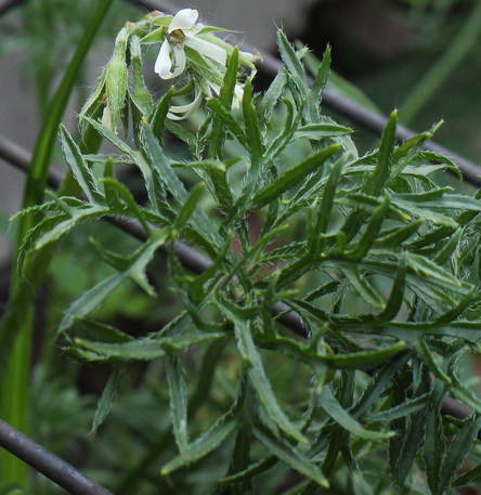 Pelargonium aridum