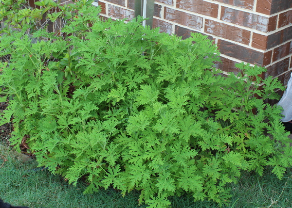 Pelargonium 'Citrosum'