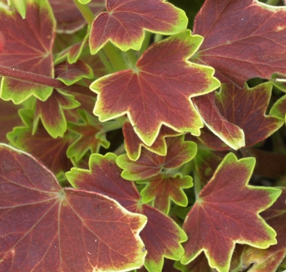 fancy-leaved geranium