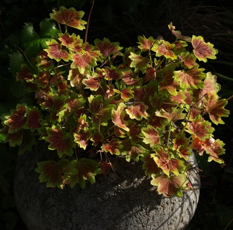 Pelargonium 'Vancouver Centennial'