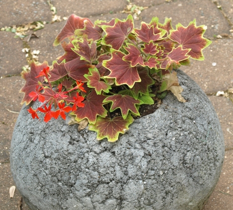 Pelargonium 'Vancouver Centennial'