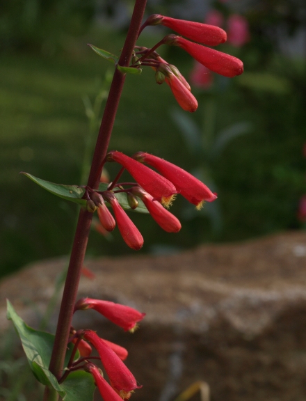 Penstemon cardinalis ssp. cardinalis