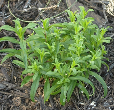 Penstemon 'Cherry Sparks'