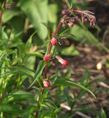 beardtongue