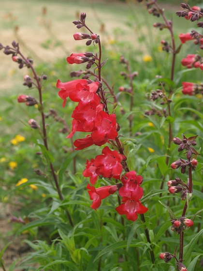 Penstemon 'Cherry Sparks'