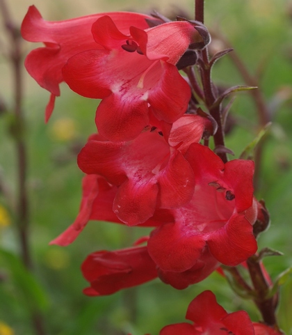 beardtongue