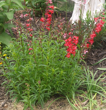 Penstemon 'Cherry Sparks'