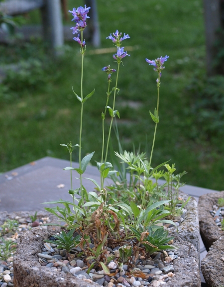 Penstemon euglaucus