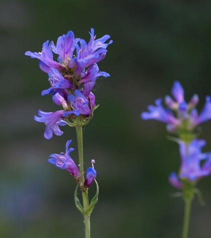 Penstemon euglaucus