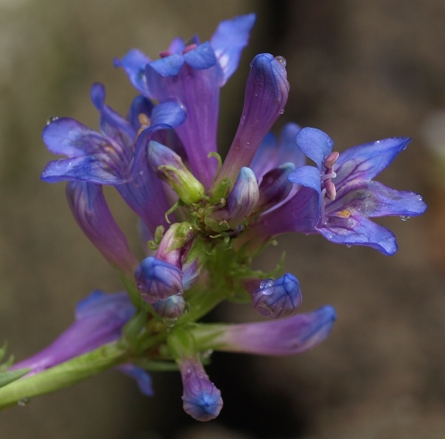 Penstemon euglaucus