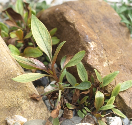 Penstemon euglaucus