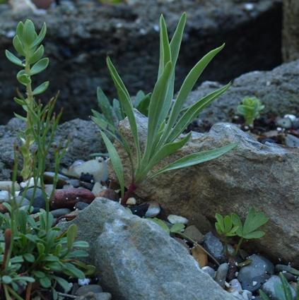 Penstemon nitidus