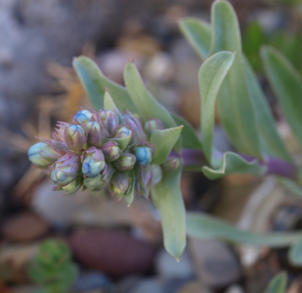 Penstemon nitidus