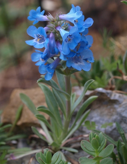 Penstemon nitidus