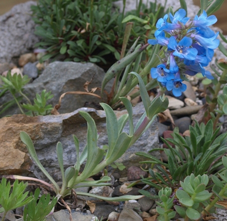 shining penstemon