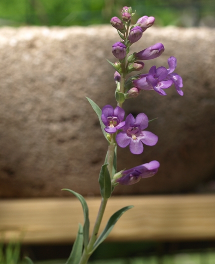 shining penstemon