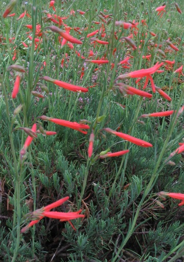 Penstemon pinifolius