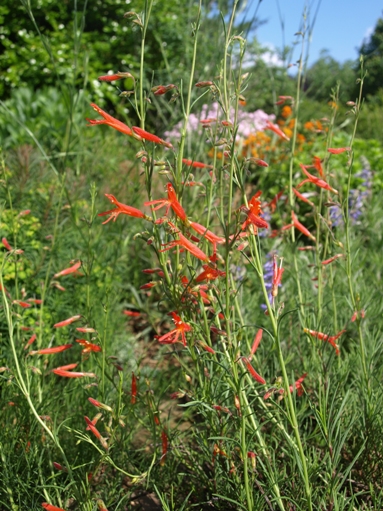 pine-leaf penstemon