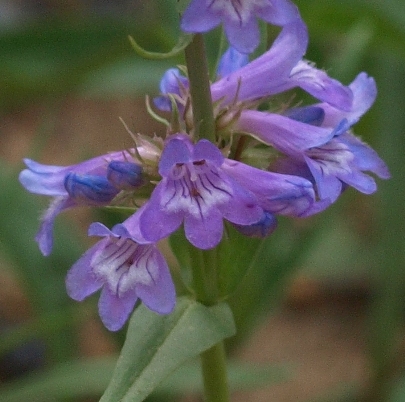small-flowered penstemon