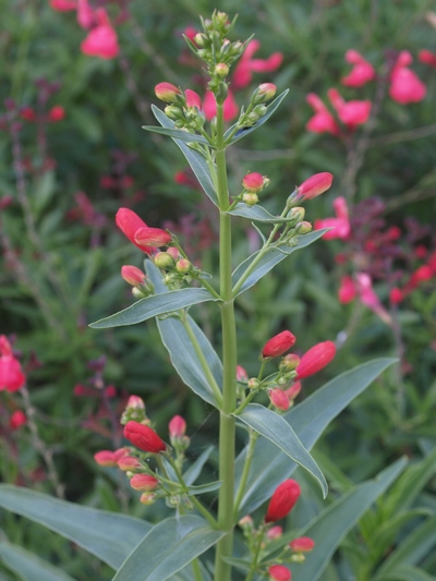 beardtongue