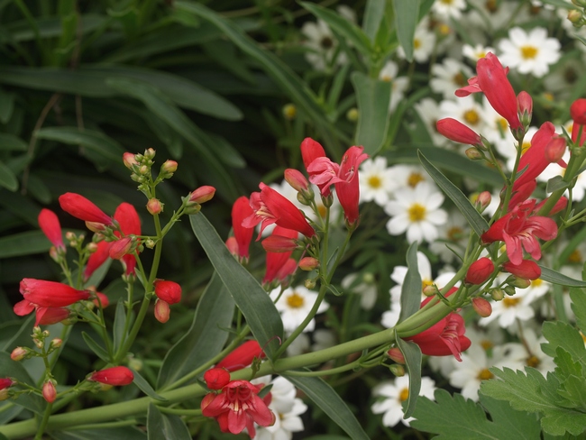 Penstemon schmidel 'Red Riding Hood'