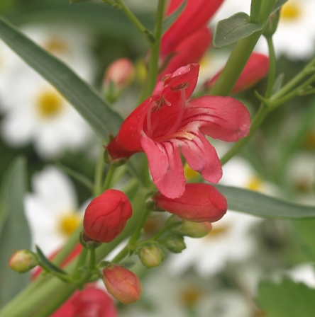 beardtongue