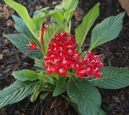 Pentas 'Graffiti Red Velvet'