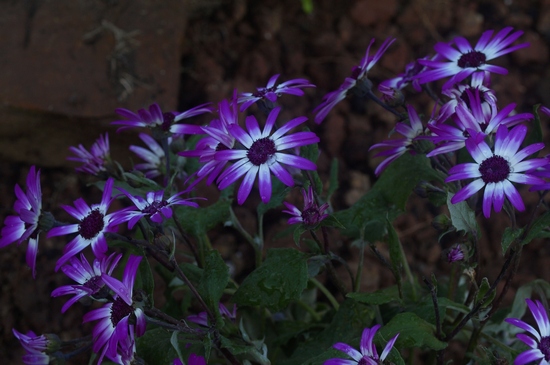 Pericallis 'Senetti Magenta Bicolor'