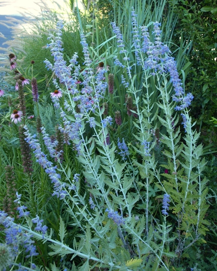 Perovskia atriplicifolia