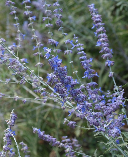 Russian sage