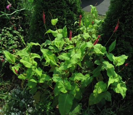 Bistorta amplexicaulis  'Firetail'