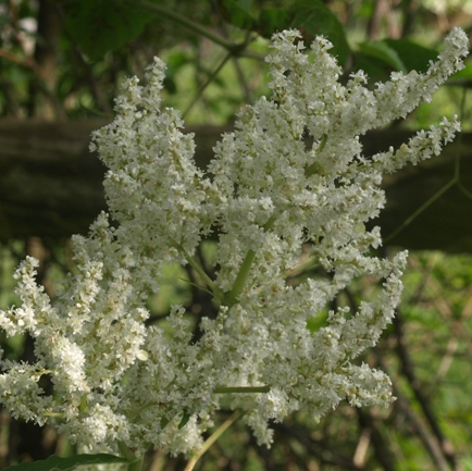 giant fleeceflower; white dragon