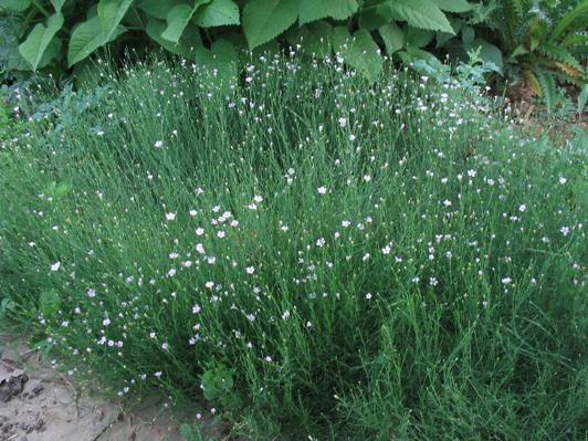 Petrorhagia saxifraga